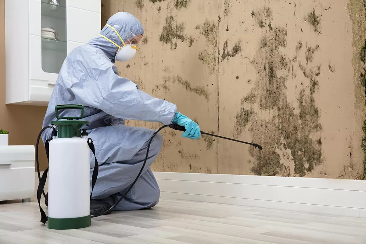Effective mold cleanup and disinfection service by Runika.pro's trained team in a Miami bathroom or basement affected by moisture